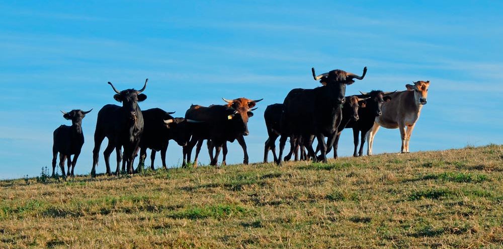 Vaches de courses Ganaderia Darritchon